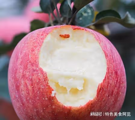 中國最好吃的蘋果在哪裡?這五個地區上榜,看看你吃過幾種?