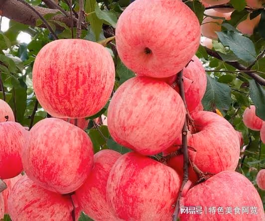 中國最好吃的蘋果在哪裡?這五個地區上榜,看看你吃過幾種?