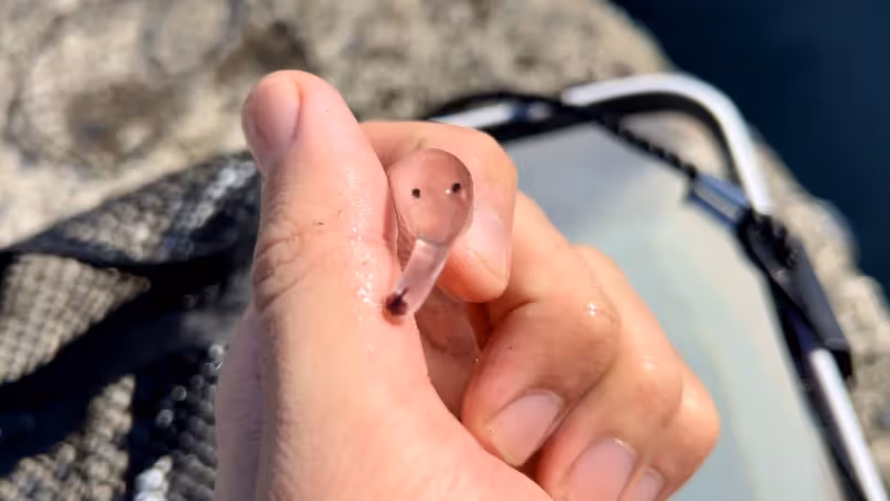 神秘外星動物？出海意外抓到「透明長鼻生物」　詭異躺手掌「長長象鼻狂甩」5秒影片曝光
