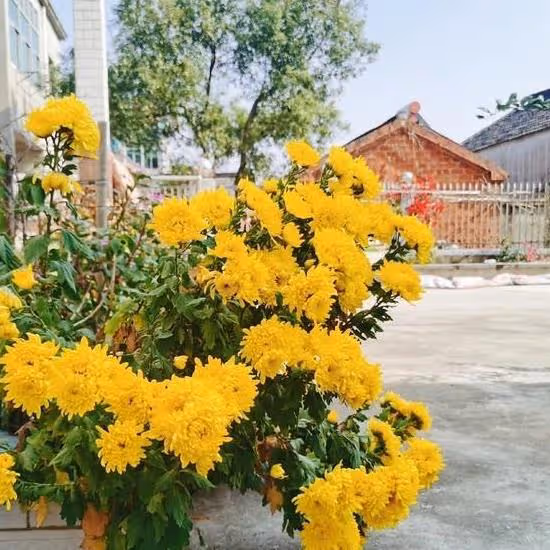 68歲的單身公公不習慣城市生活，父母出了一個好主意，一舉三得