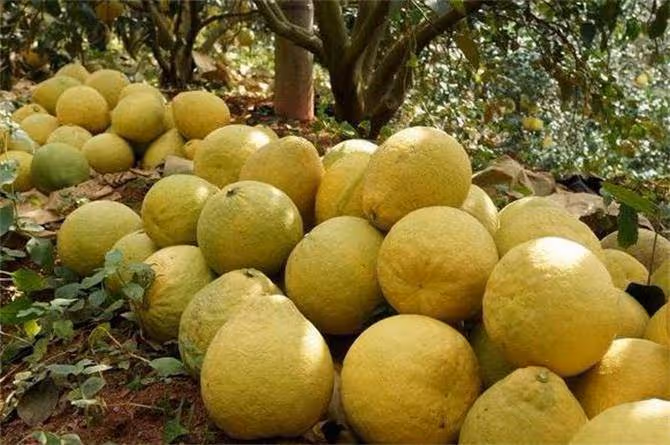 柚子什麼時候成熟?「不起眼」的柚子,卻對人體有這五種好處