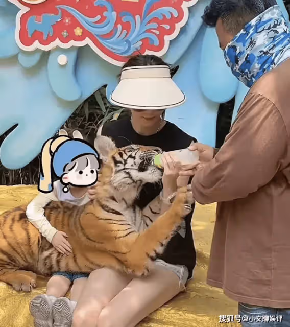 林峯一家參觀動物園,3歲女兒抱老虎膽量不小,張馨月自信秀身材