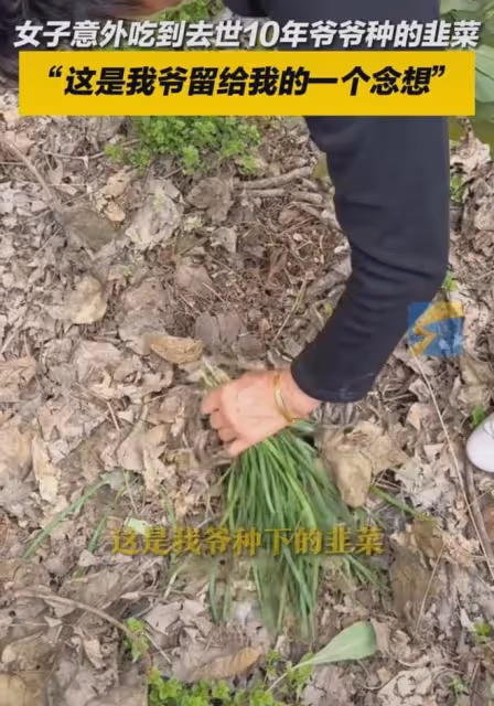 吃上爺爺種的韭菜了！女子清明回老宅，發現去世10年爺爺種的韭菜