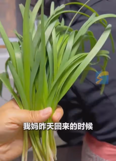 吃上爺爺種的韭菜了！女子清明回老宅，發現去世10年爺爺種的韭菜