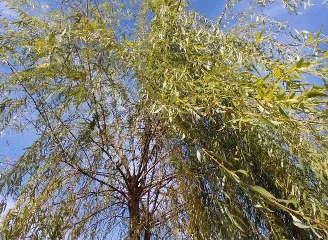 故事：男子在一座墳前痛哭，忽然一聲巨響，墳裂開男子跳進墳里