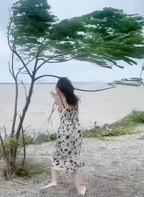 海邊刮大風，身材瘦小的女子擔心自己被大風颳走，緊抱小樹不撒手