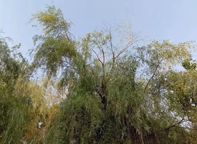 故事：農村夫妻收留落難的城裡夫妻，後來城裡夫妻不回報農村夫妻