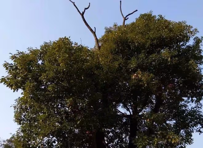 故事：早上老漢到羊圈放羊，發現羊圈裡，躺著一個昏迷的年輕女子