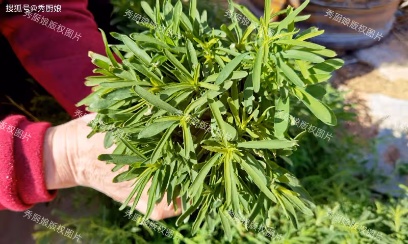 這菜全身是寶,可惜好多人當草!經常上火多吃點,隨手一蒸太香了