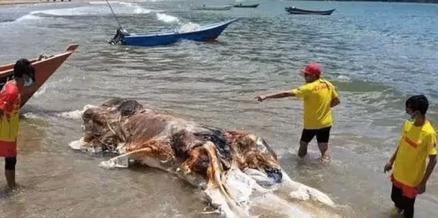 不明生物屍體被衝上馬來海灘,官方正進行DNA鑑定