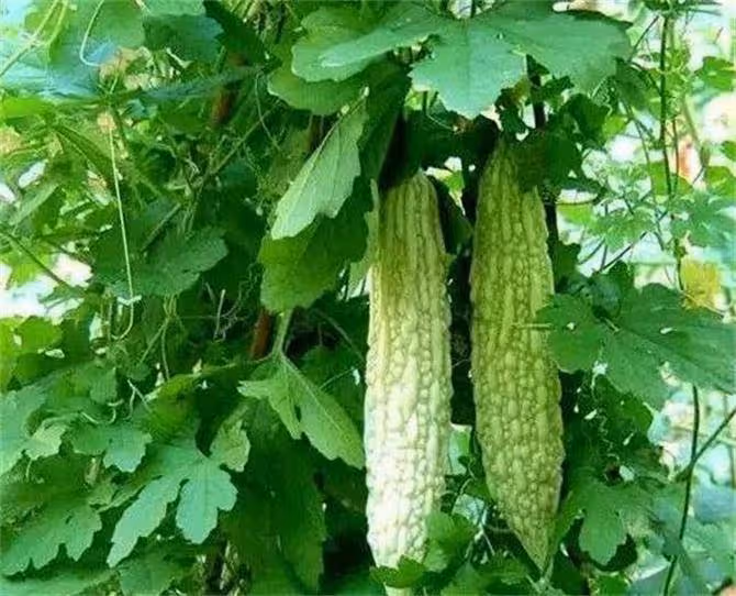 立秋之後,多吃7樣,少吃3瓜,輕鬆避開「秋老虎」,健康貼秋膘