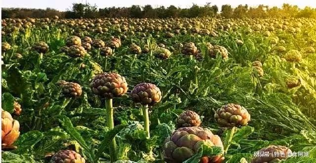 中國最難見到的三種菜,全吃過的人數量堪比大熊貓