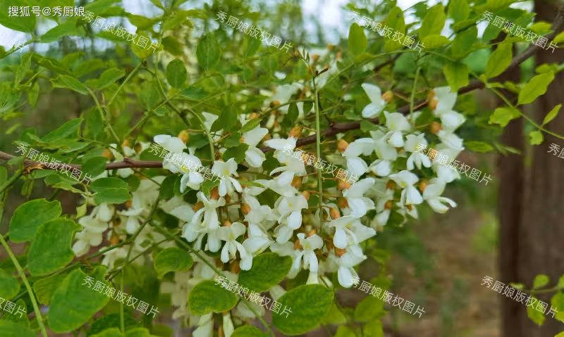 薺菜香椿靠邊站!抓緊吃「5月第一鮮」,清香營養,包餃子吃特香
