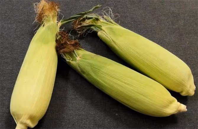 新鮮玉米原來要這樣儲存，學會這個方法，一年都能吃上新鮮玉米
