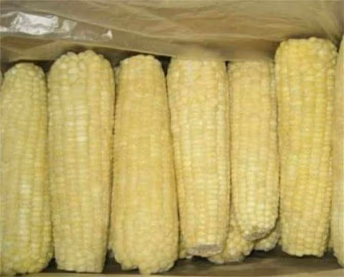 新鮮玉米原來要這樣儲存，學會這個方法，一年都能吃上新鮮玉米