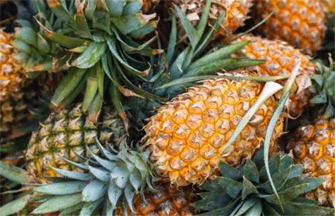 菠蘿和鳳梨,究竟是不是同一種水果?產地人給你細緻的答案