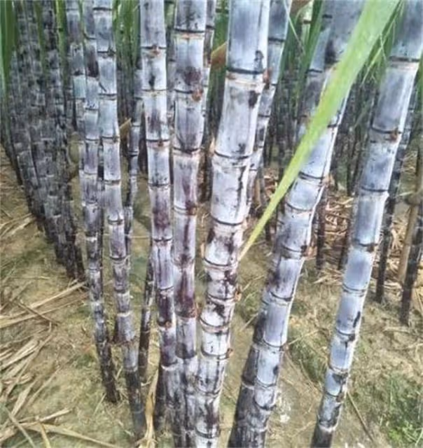 甘蔗一般幾月份成熟上市?甘蔗黑皮和青皮有什麼區別?