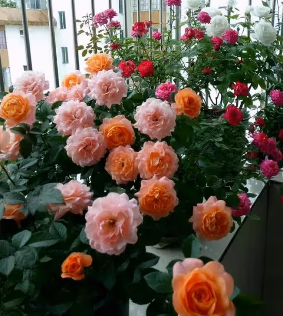 幾種漂亮花，二月不要忘記大剪枝，天暖才能開爆盆