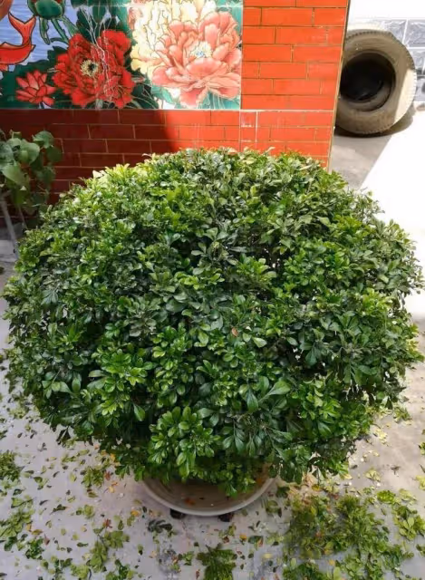 幾種漂亮花，二月不要忘記大剪枝，天暖才能開爆盆