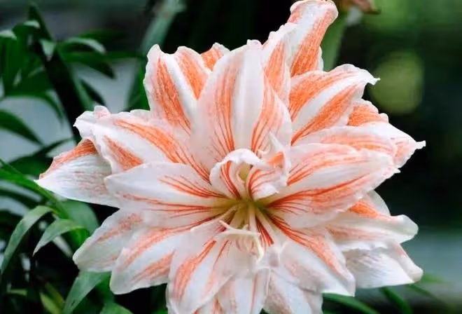冬天就要此幾種花，漂亮又好養，開出花朵超美的