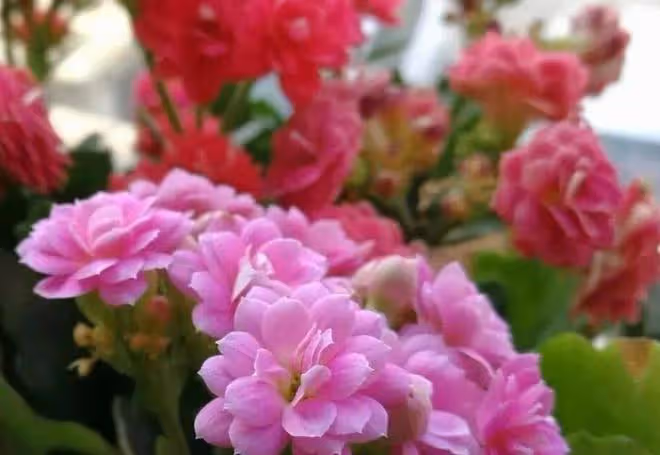 冬天就要此幾種花，漂亮又好養，開出花朵超美的