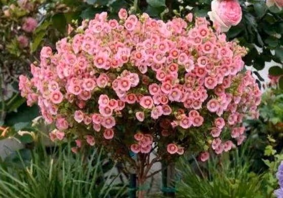 養花試試懶人花，好養易活顏值高，真的太省心了
