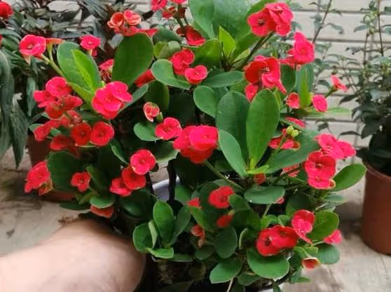 養花試試懶人花，好養易活顏值高，真的太省心了