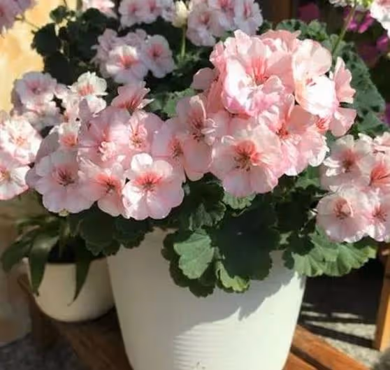 養花試試懶人花，好養易活顏值高，真的太省心了