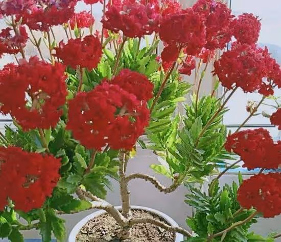 不怕冷，愛開花的3種花卉，輕鬆養出大老樁，作為年宵花也可以