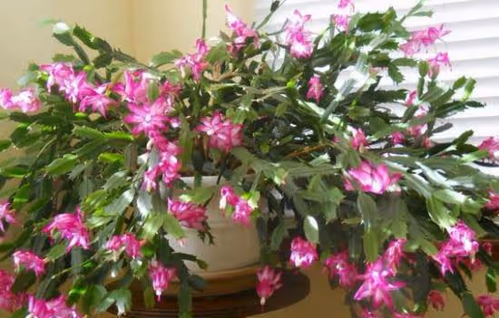 不怕冷，愛開花的3種花卉，輕鬆養出大老樁，作為年宵花也可以