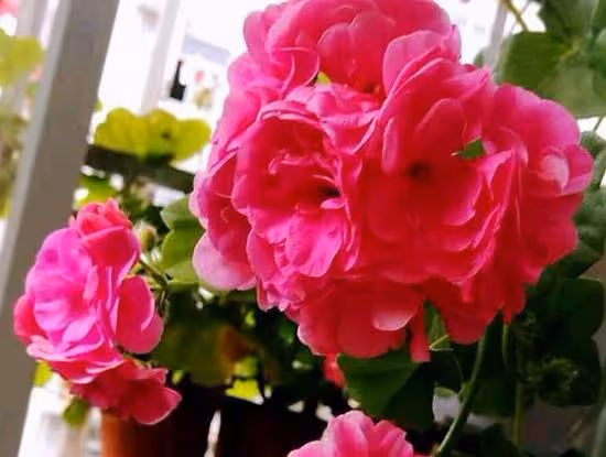 不怕冷，愛開花的3種花卉，輕鬆養出大老樁，作為年宵花也可以