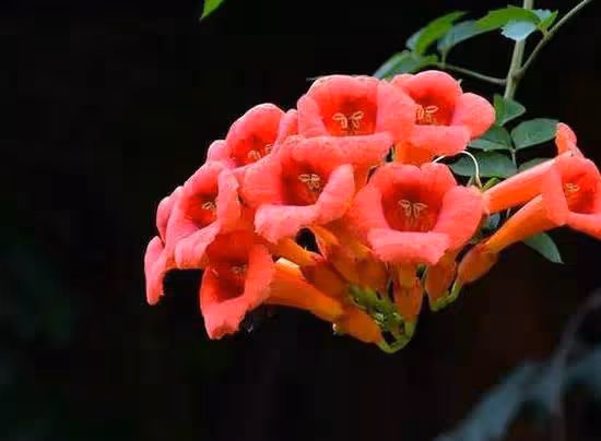 7種美麗的爬藤花，養在院裡風景佳，輕鬆擁有一片花牆
