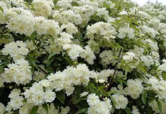 7種美麗的爬藤花，養在院裡風景佳，輕鬆擁有一片花牆