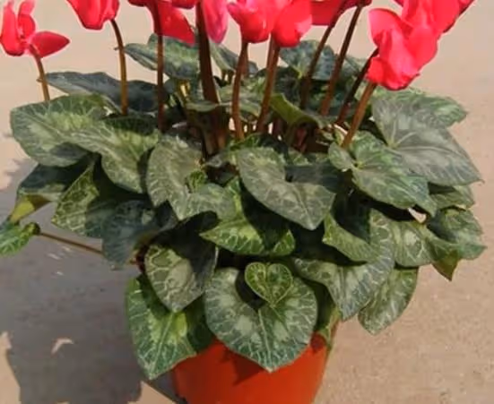 4種花不抗凍，冬天一定要保暖，才能順利過冬更美艷