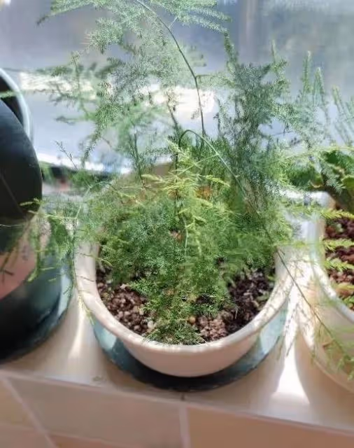 4種花不抗凍，冬天一定要保暖，才能順利過冬更美艷
