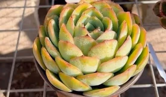 4種花不抗凍，冬天一定要保暖，才能順利過冬更美艷