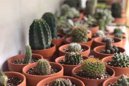 4種花不抗凍，冬天一定要保暖，才能順利過冬更美艷