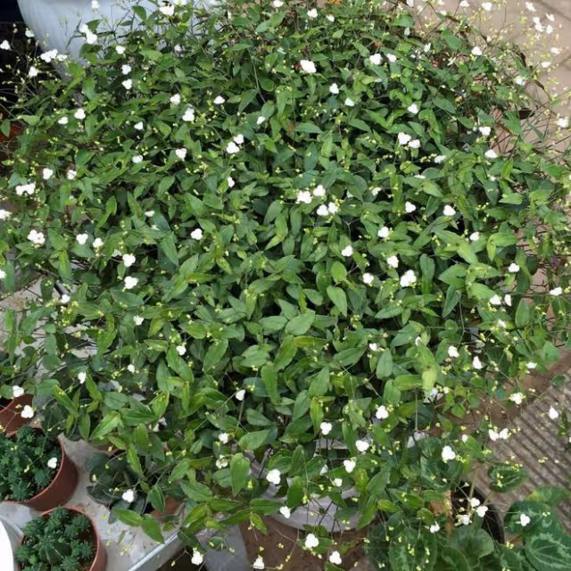 4種「吊養花」，耐陰耐旱，四季常綠，對待新手超友好