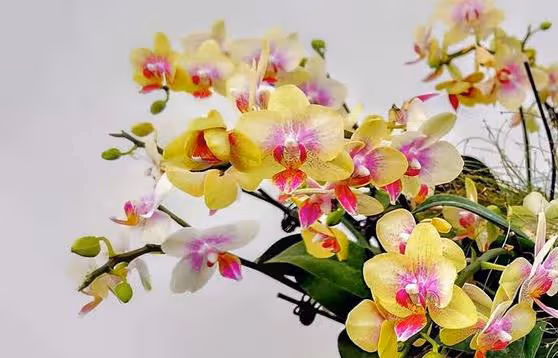 3種高顏值的花卉，當做家居都可以，裝飾理想中的家