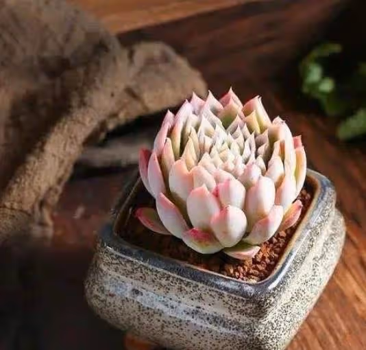 3月過了一半，幾種花不是入手好時機，否則帶回家養不活浪費錢