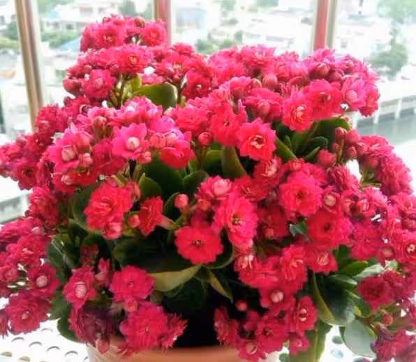 3月過了一半，幾種花不是入手好時機，否則帶回家養不活浪費錢