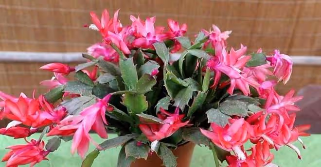 3月過了一半，幾種花不是入手好時機，否則帶回家養不活浪費錢