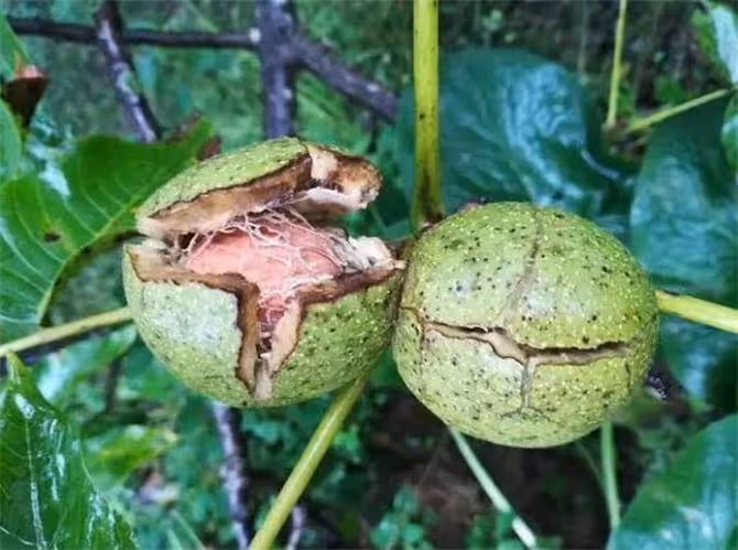 核桃幾月份成熟?吃核桃有什麼好處?核桃有哪些吃法?