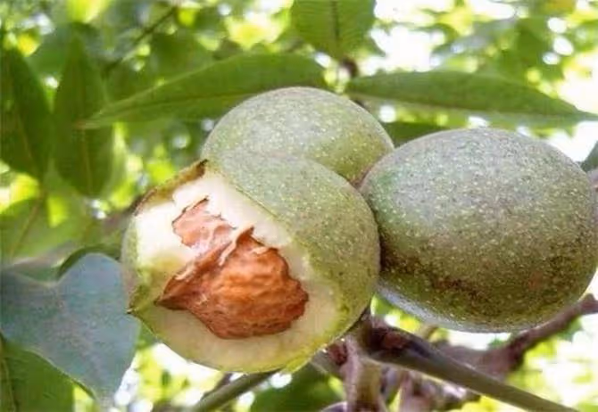 核桃幾月份成熟?吃核桃有什麼好處?核桃有哪些吃法?