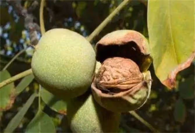 核桃幾月份成熟?吃核桃有什麼好處?核桃有哪些吃法?