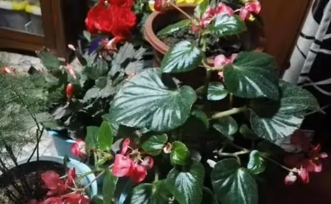 對待新手不友好的幾款花卉，買時很開心，養護就後悔