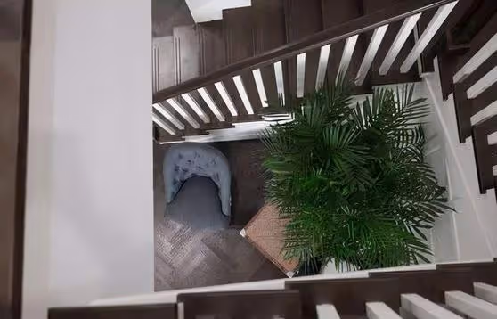 家裡光照不足，一樣能養護的花，在陰暗環境中，一樣也能順利開花