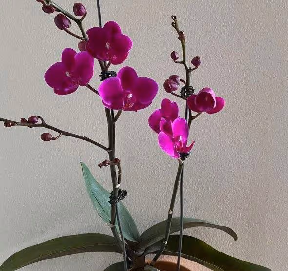 家4種花，還不換盆就晚了，一年都不長個，就該著急了