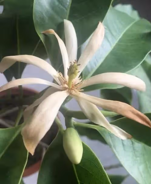 臥室養花有講究,這幾種花不能養,雖有香味,但刺激鼻腔
