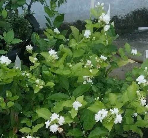 臥室養花有講究,這幾種花不能養,雖有香味,但刺激鼻腔